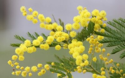 Macérat de mimosa