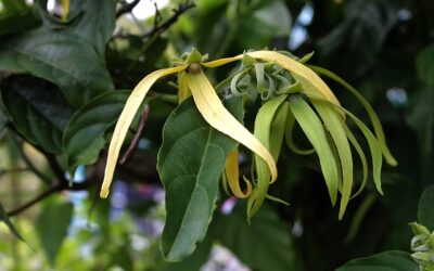 Huile d’ylang-ylang : composants, effets et application